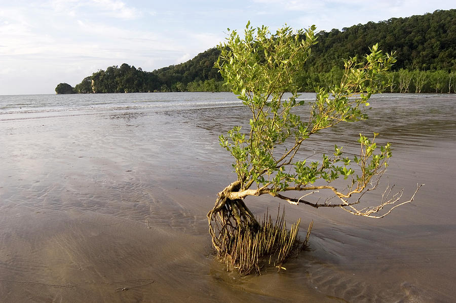 Mangrove Tree And Roots #2 Photograph by Matthew Oldfield/science Photo ...