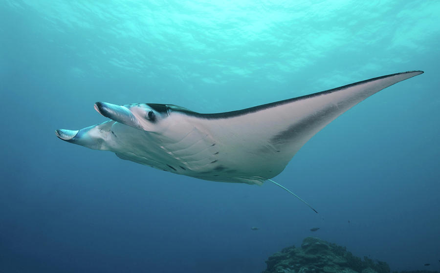 Manta Ray Yap Micronesia Photograph By Andreas Schumacher Fine Art