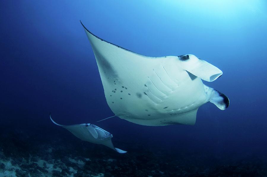 Manta Rays Photograph by Scubazoo/science Photo Library - Fine Art America