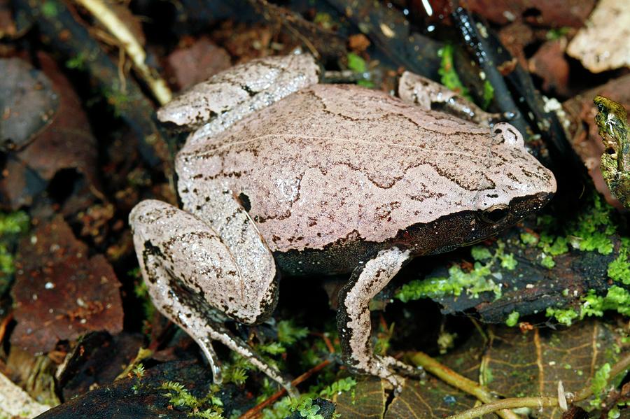 Map Treefrog #2 Photograph by Dr Morley Read/science Photo Library
