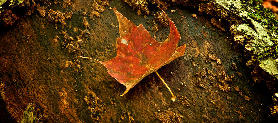 Maple Leaf #2 Photograph by Prince Andre Faubert