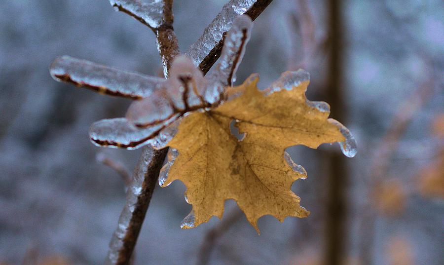 Maple Leaf #2 Photograph by Douglas Pike
