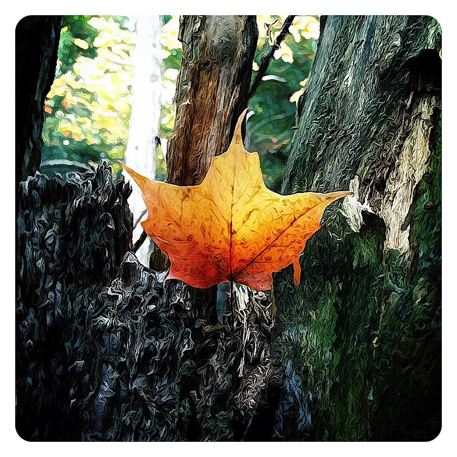 Maple Leaf #6 Photograph by Natasha Marco