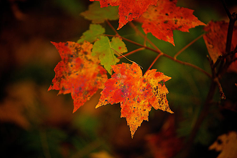 Maple Leaves #2 Photograph by Prince Andre Faubert