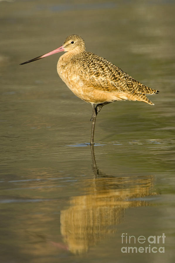 Marbled Godwit #2 Photograph by John Shaw