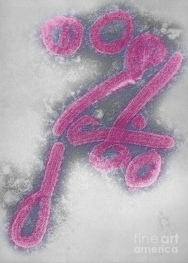 Marburg Virus #2 Photograph by Scott Camazine