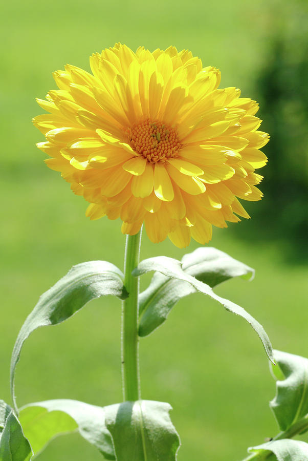 Summer Photograph - Marigold (calendula Officinalis) #2 by Bildagentur-online/th Foto/science Photo Library