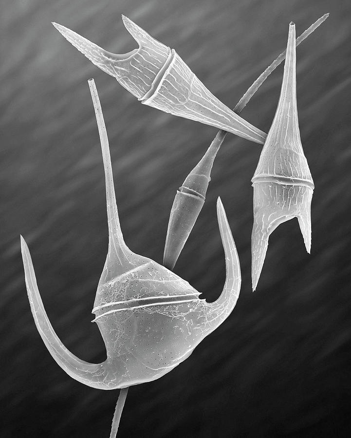 Marine Dinoflagellates (ceratium Spp.) #2 Photograph by Dennis Kunkel Microscopy/science Photo Library