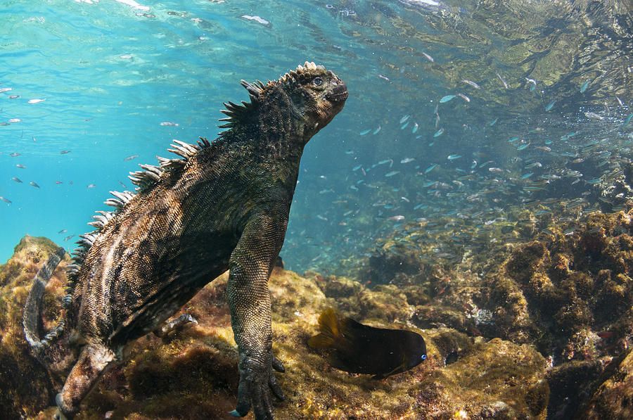 Marine Iguana Galapagos Islands #3 Photograph by Tui De Roy