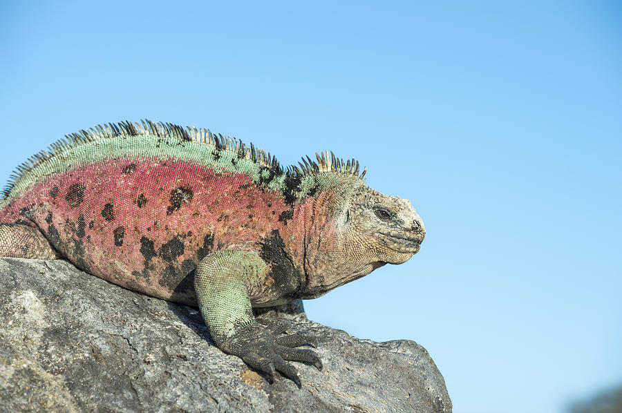 Marine Iguana Male In Breeding Colors Photograph by Tui De Roy