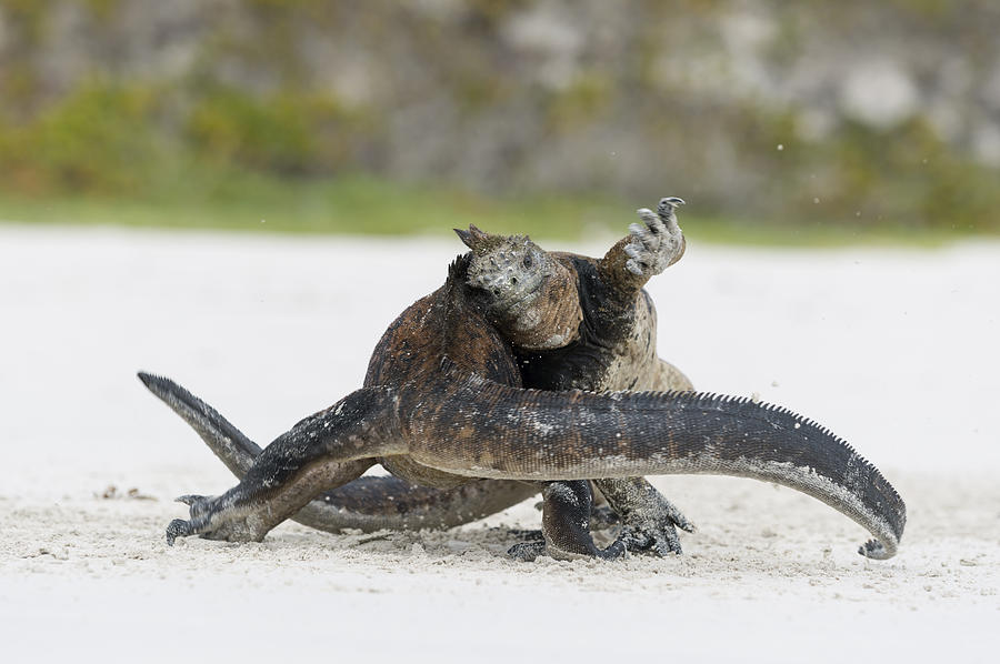 Marine Iguana Males Fighting Turtle Bay Photograph by Tui De Roy