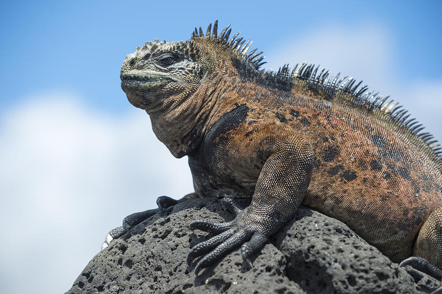 Marine Iguana Tortuga Bay Galapagos Photograph by Tui De Roy - Fine Art ...