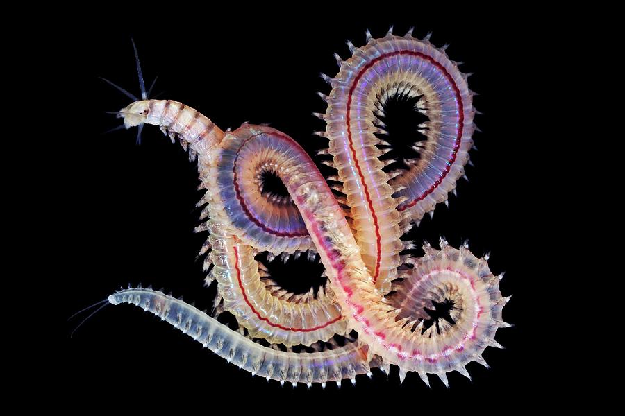 Marine Worm Photograph By Alexander Semenov