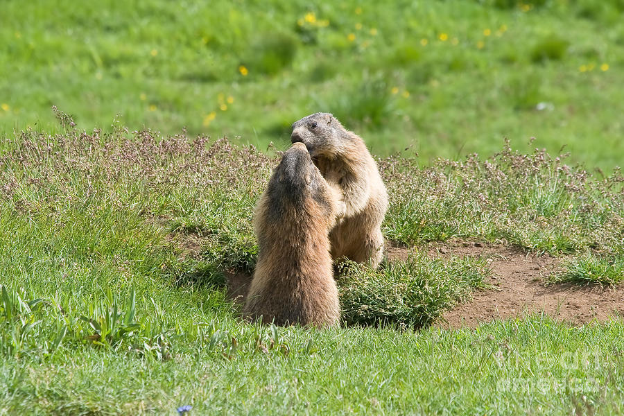 Marmots #2 Photograph by Antonio Scarpi