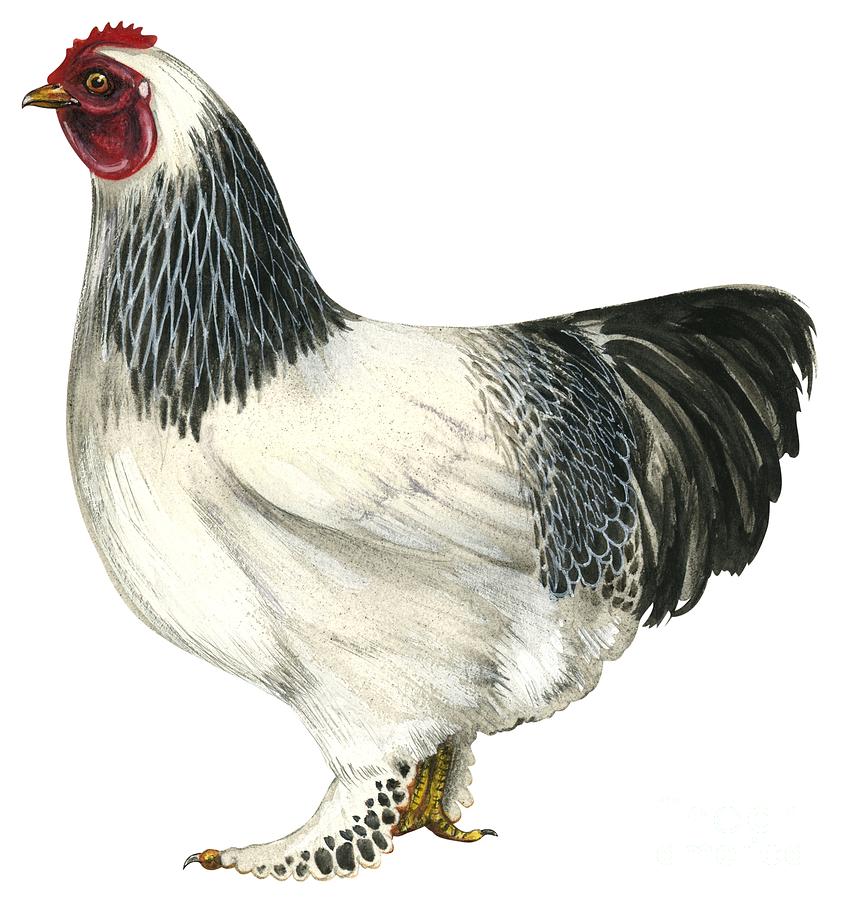 Brahma hen, Chicken breed  Drawing by Anonymous