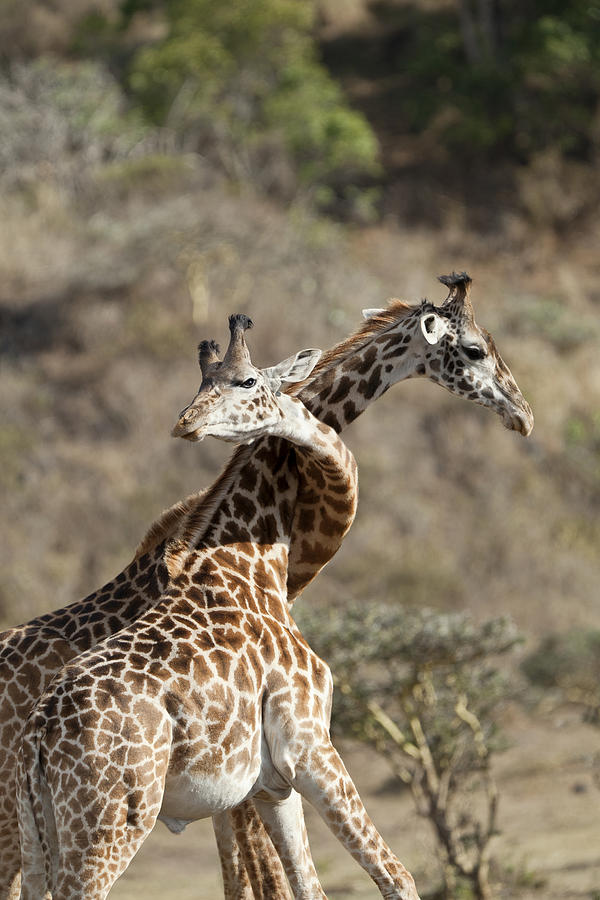 Masai Giraffe Males Fighting Tanzania Photograph by Konrad Wothe