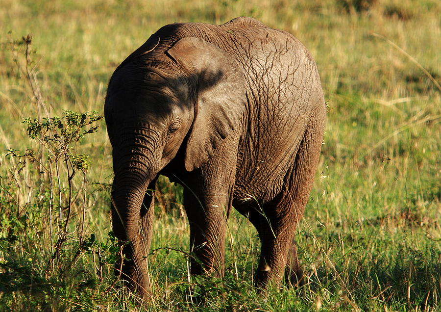Masai Mara Elephant Calf #2 Photograph by Aidan Moran