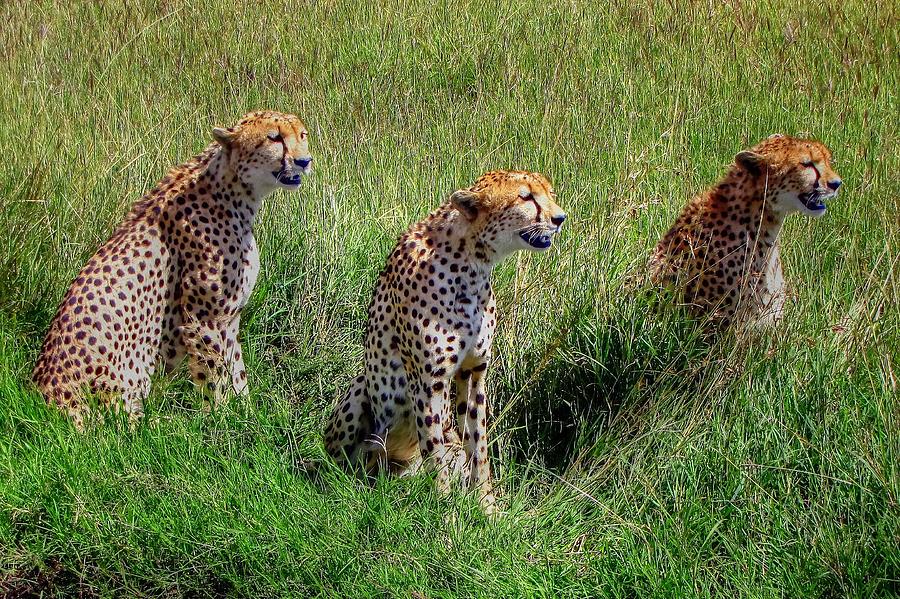 Masai Mara Game Reserve Kenya #5 Photograph by Paul James Bannerman