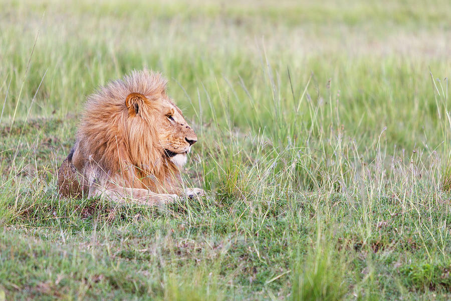 Masai Mara Reserve, Kenya #2 Photograph by Gavin Gough