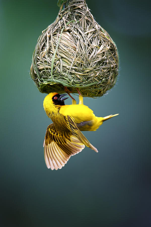 Feather Photograph - Masked weaver at nest #2 by Johan Swanepoel
