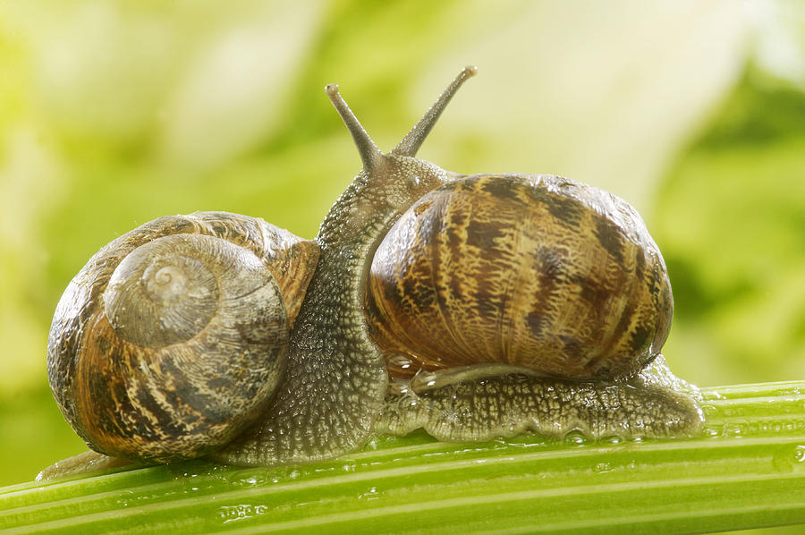 Mating Garden Snails #2 Photograph by Jean-Michel Labat