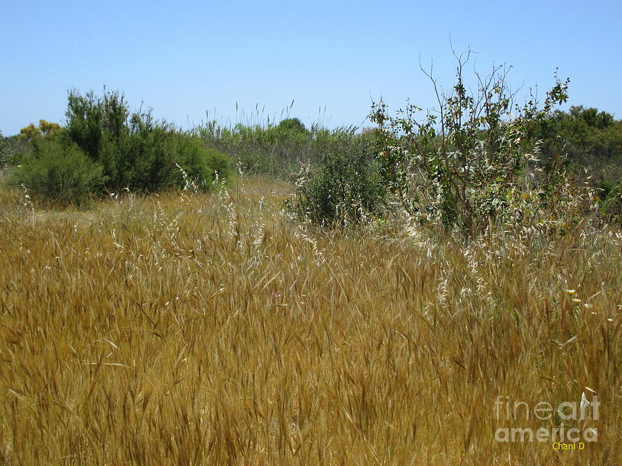 Meadow near Malaga #4 Photograph by Chani Demuijlder
