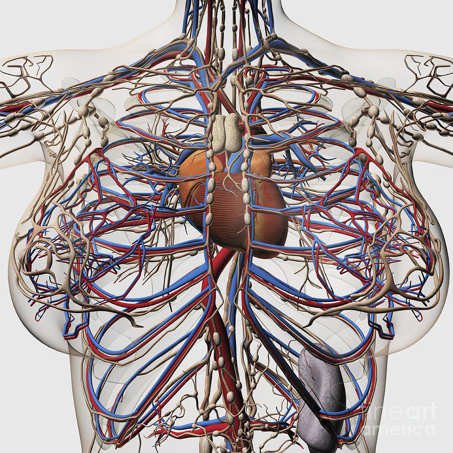 Анатомия сосудов грудной клетки человека