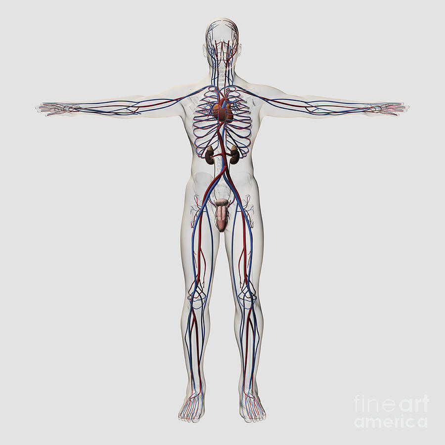 Medical Illustration Of Male #2 Digital Art by Stocktrek Images
