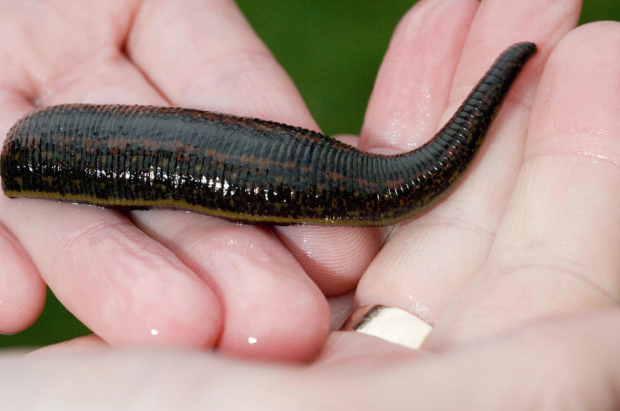 Medicinal Leech #2 Photograph by Louise Murray/science Photo