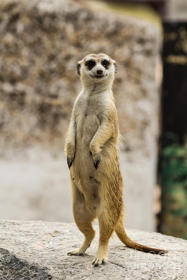 Meerkat #2 Photograph by Tosporn Preede