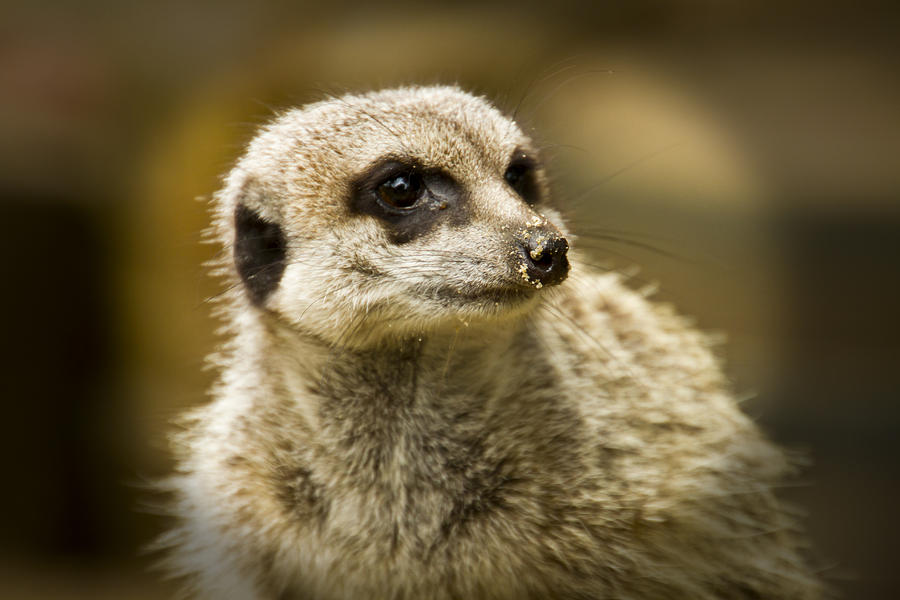 Meerkats Photograph by David French - Pixels