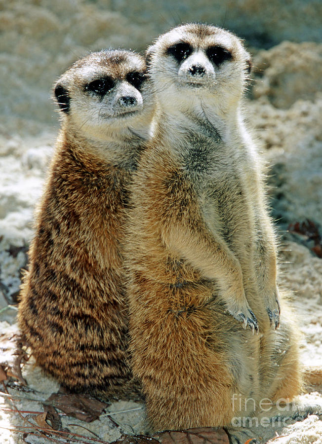 Wildlife Photograph - Meerkats #2 by Millard H. Sharp