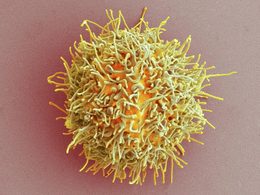 Megakaryocyte Photograph - Megakaryocyte #2 by Dennis Kunkel Microscopy/science Photo Library