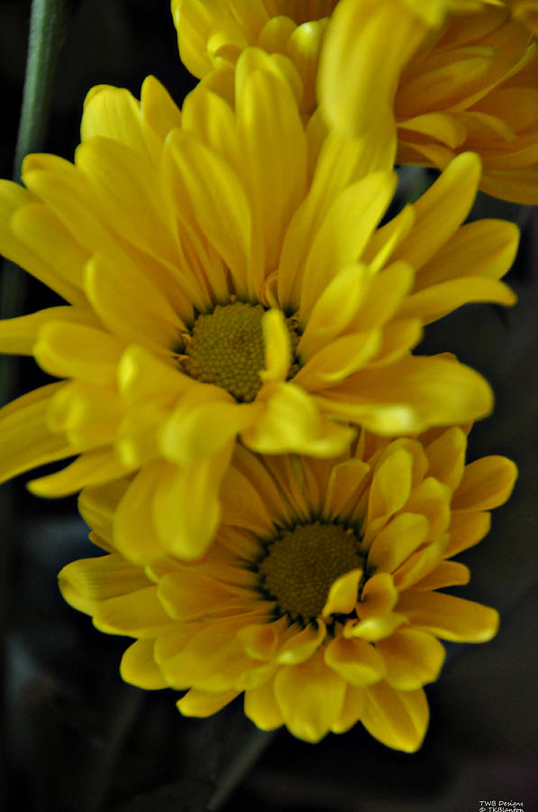 Mellow Yellow #2 Photograph by Teresa Blanton