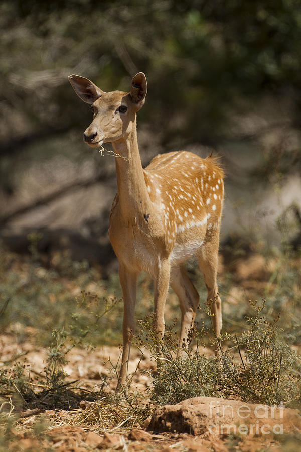 Deer Photograph - Mesopotamian Fallow deer  #2 by Eyal Bartov