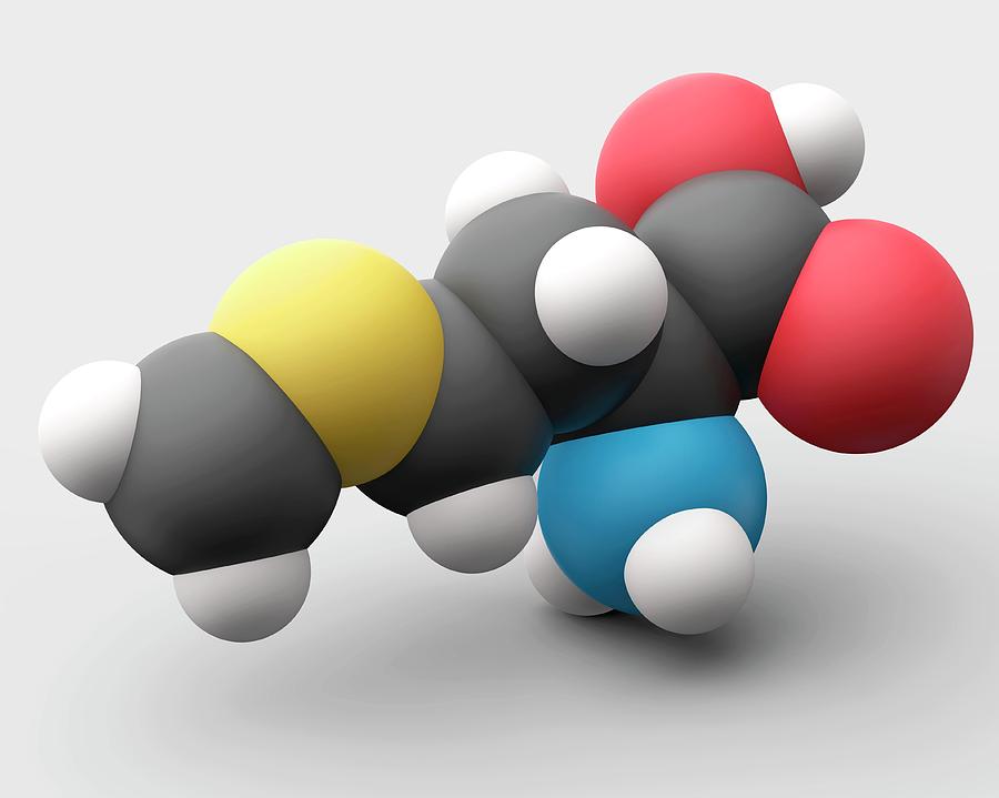 Methionine Amino Acid Molecule #2 Photograph by Carlos Clarivan/science ...