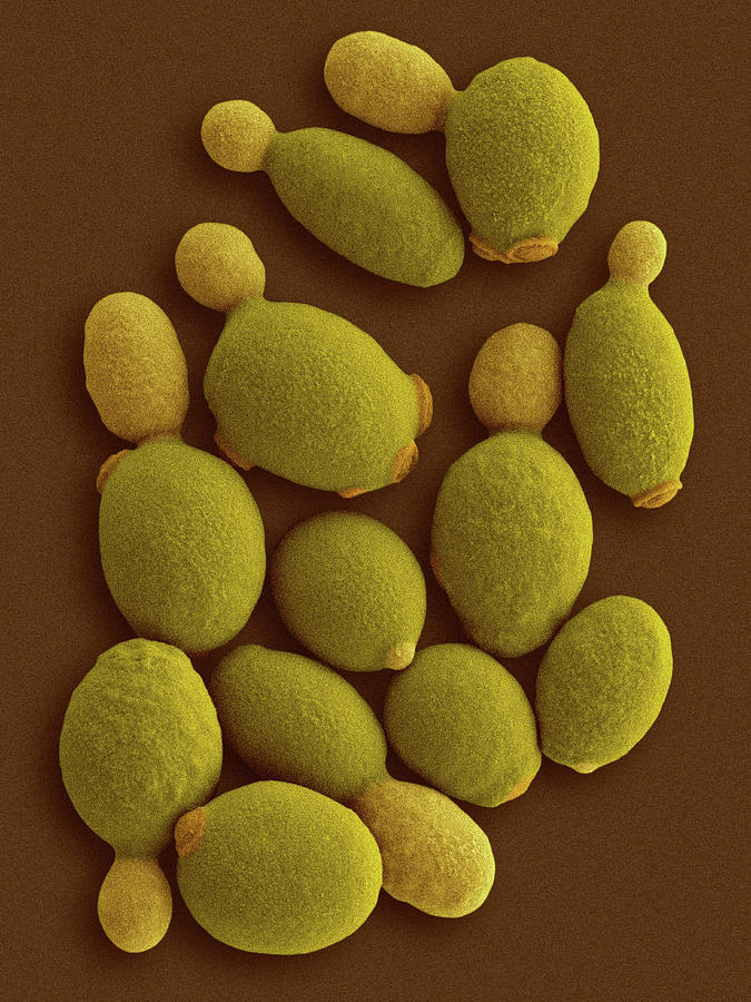 Methylotrophic Yeast (komagataella Phaffii) Photograph by Dennis Kunkel ...