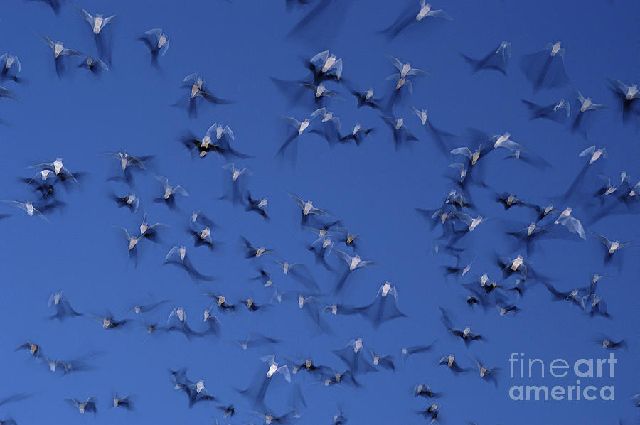 Mexican Free-tailed Bats #2 Photograph by Gregory G. Dimijian
