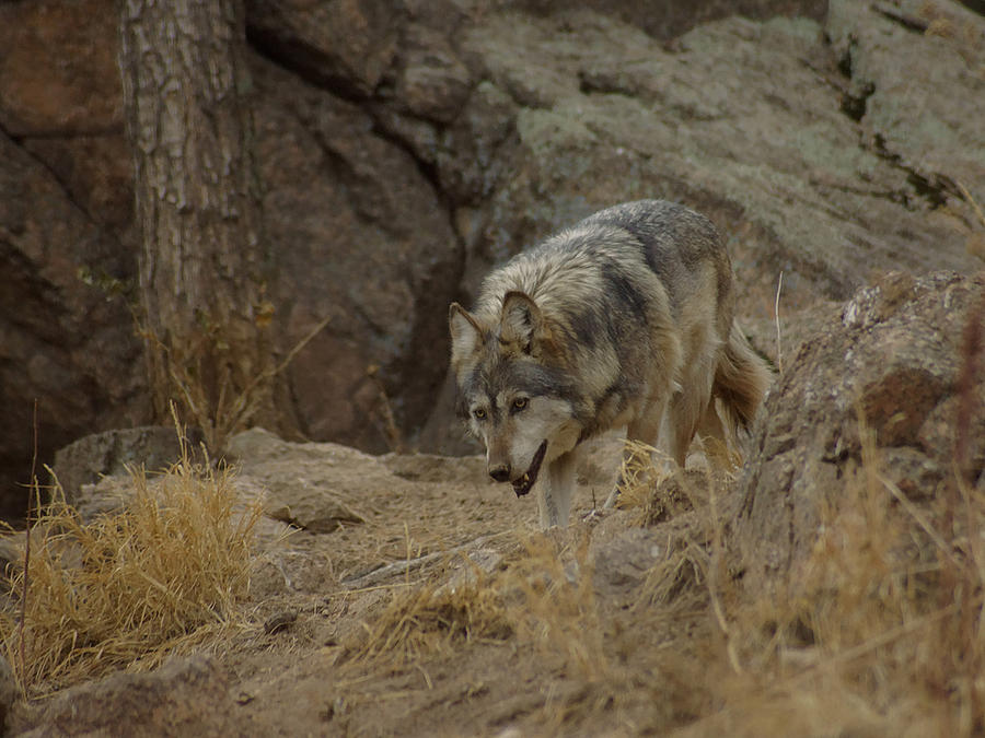 Mexican Grey Wolf #3 Photograph by Ernest Echols