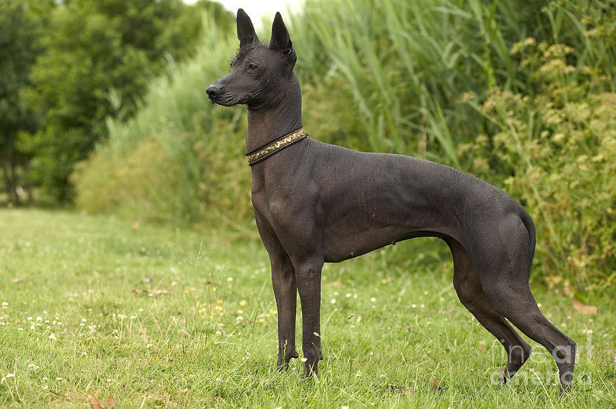 Mexican Hairless Dog Photograph by Jean-Michel Labat - Pixels