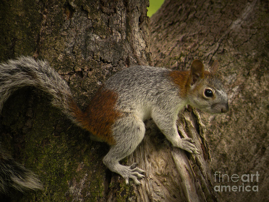 Mexican Squirrel Photograph by Ron Sanford - Fine Art America