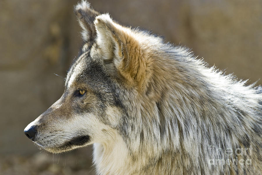 Mexican Wolf #2 Photograph by William H. Mullins