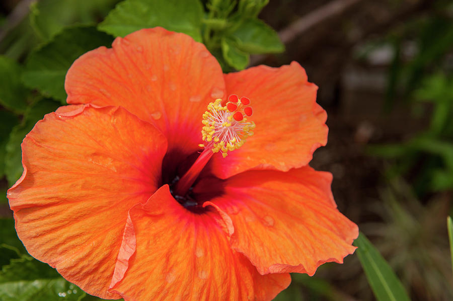 Nature Photograph - Mexico, Cozumel, Hibiscus #2 by Jim Engelbrecht