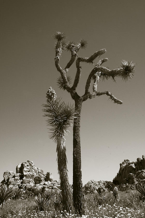 Joshua Tree National Park Landscape No 2 In Sepia Photograph by Ben and Raisa Gertsberg