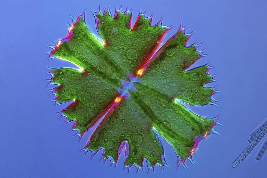Nature Photograph - Micrasterias desmid, light micrograph #2 by Science Photo Library