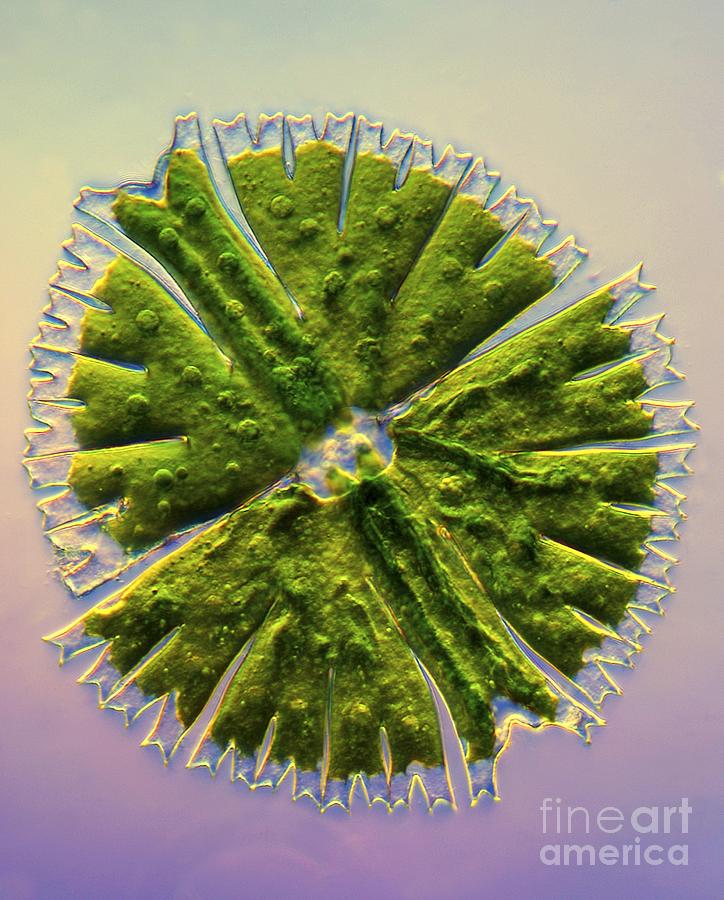 Nature Photograph - Micrasterias Desmids, Light Micrograph #2 by Marek Mis