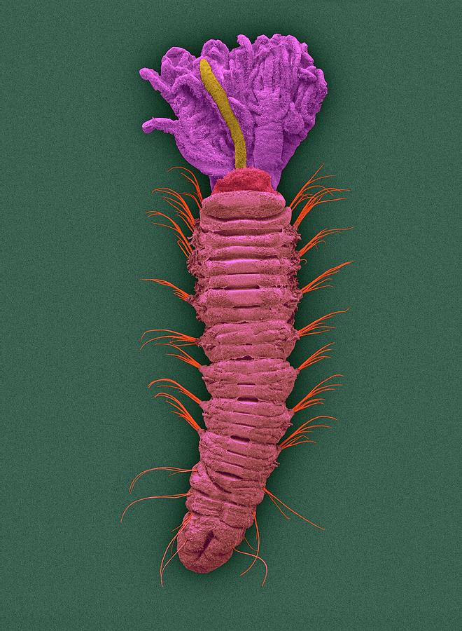 Feather Still Life Photograph - Micro-polychaete Worm (augeneriella Dubia) #2 by Dennis Kunkel Microscopy/science Photo Library