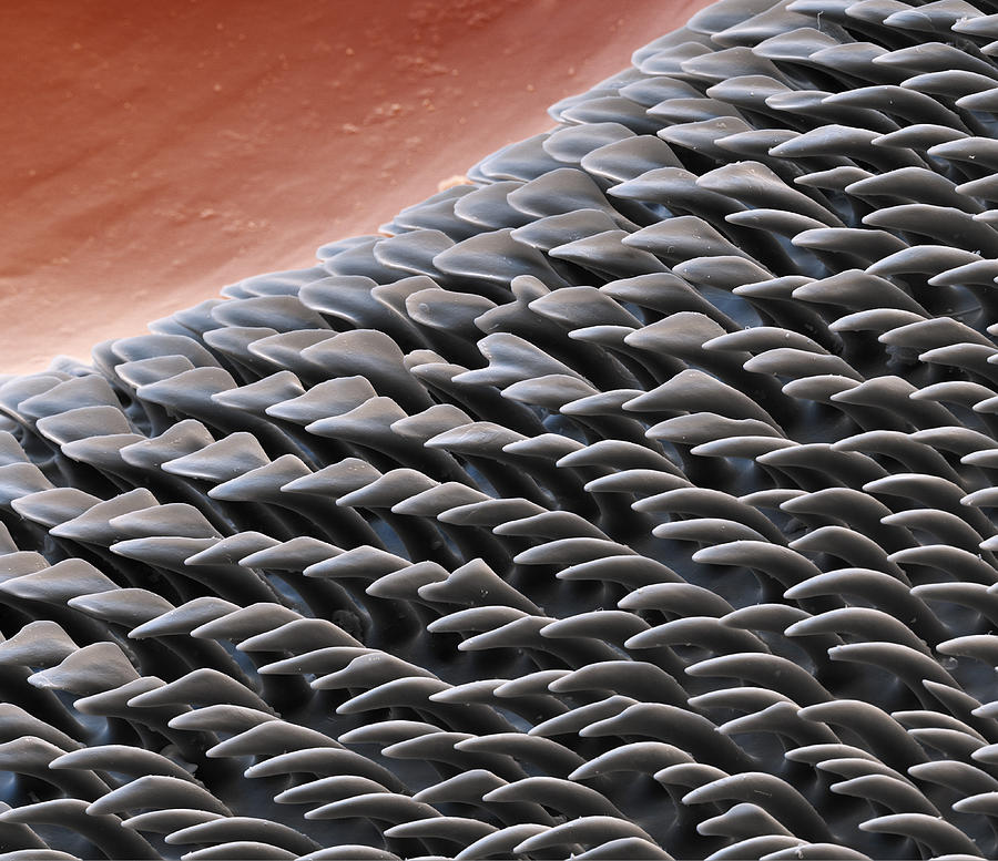Microhooks On A Dragonfly, Sem #5 Photograph by Eye of Science