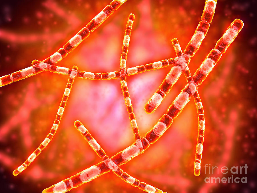 Human Tissue Digital Art - Microscopic View Of Anthrax #2 by Stocktrek Images