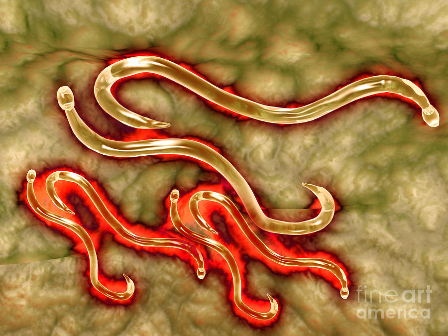 Abstract Digital Art - Microscopic View Of Hookworm #2 by Stocktrek Images